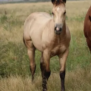 TUX LAST SKIPN 2026 AQHA BUCKSKIN COLT