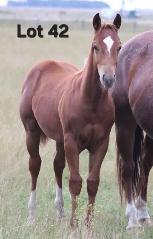 BAGGINS ROANIE BUG 2026 AQHA SORREL COLT