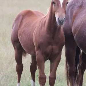 BAGGINS ROANIE BUG 2026 AQHA SORREL COLT