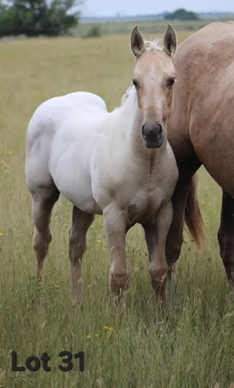 HANSOME LIL FRITZ 2026 AQHA PALOMINO COLT