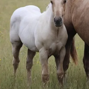 HANSOME LIL FRITZ 2026 AQHA PALOMINO COLT