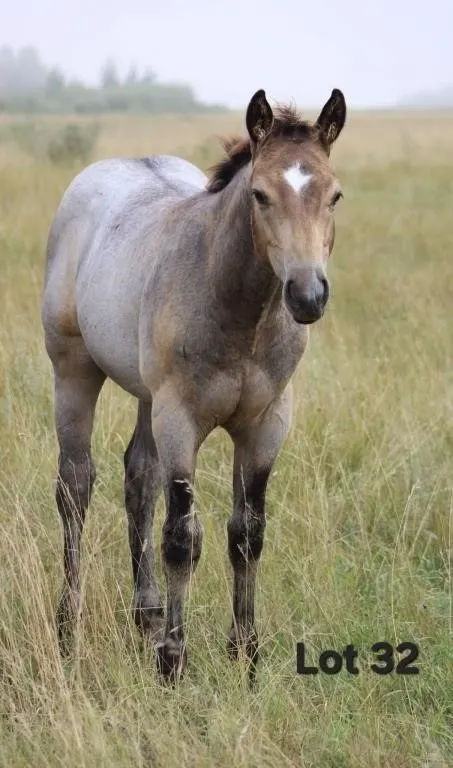 A SONNY DELIGHT 2026 AQHA BUCKSKIN COLT