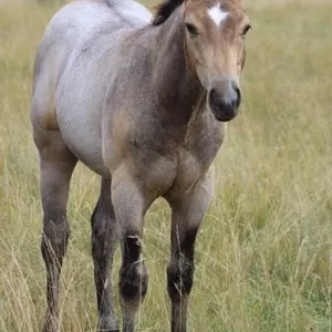 A SONNY DELIGHT 2026 AQHA BUCKSKIN COLT