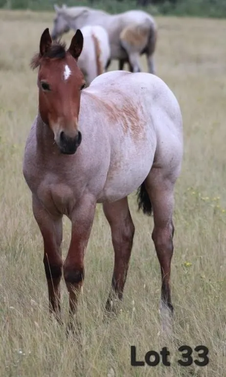 LADYS BLUE DELIGHT 2026 AQHA BAY ROAN FILLY