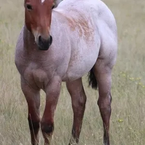 LADYS BLUE DELIGHT 2026 AQHA BAY ROAN FILLY