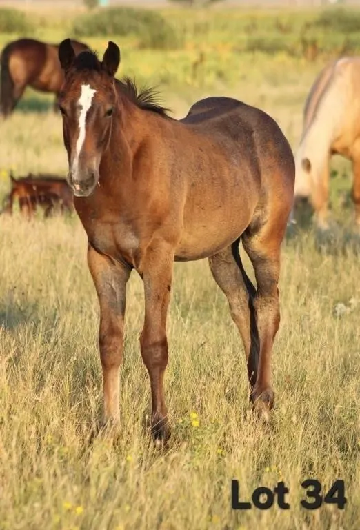 BOONS N NINETY NINE 2026 AQHA BAY FILLY