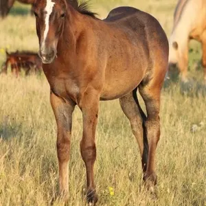 BOONS N NINETY NINE 2026 AQHA BAY FILLY