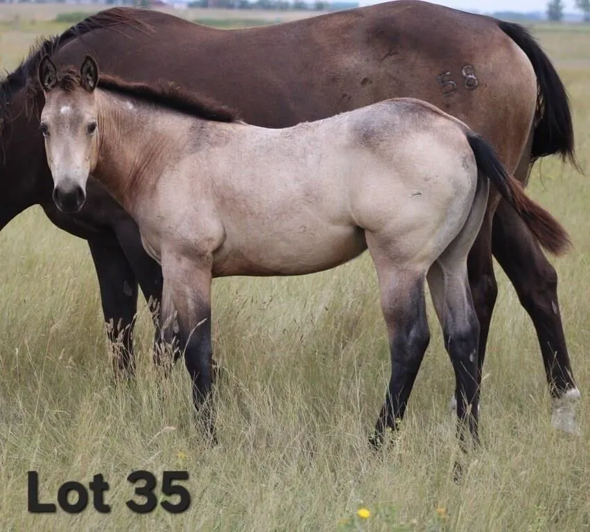 CUTE AND DELIGHT 2026 AQHA BUCKSKIN FILLY