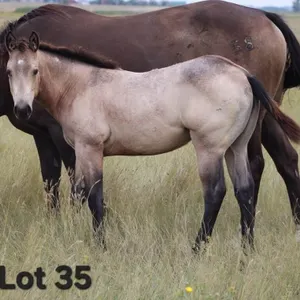 CUTE AND DELIGHT 2026 AQHA BUCKSKIN FILLY