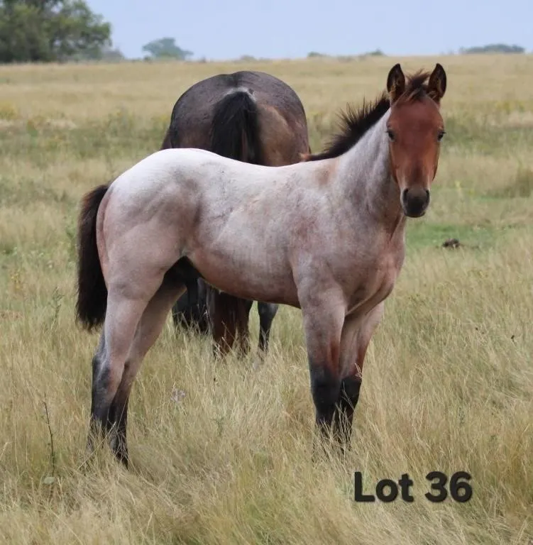 TUX TUNES 2026 AQHA BAY ROAN COLT