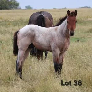 TUX TUNES 2026 AQHA BAY ROAN COLT