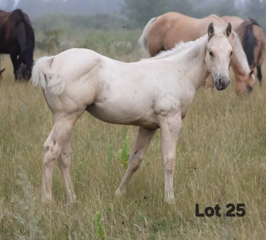 CONFEDERATE DUDE 2026 AQHA PALOMINO COLT