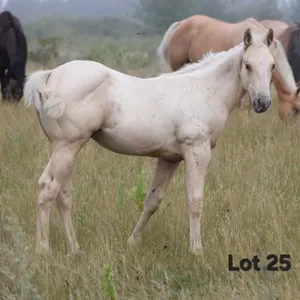 CONFEDERATE DUDE 2026 AQHA PALOMINO COLT