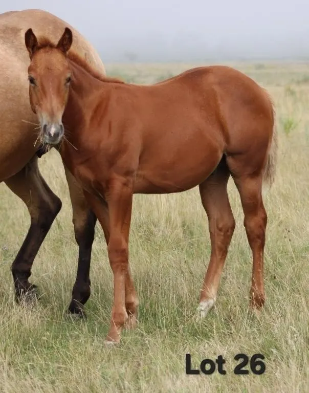 BAGGIN THE LEADER 2026 AQHA SORREL COLT