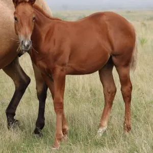 BAGGIN THE LEADER 2026 AQHA SORREL COLT
