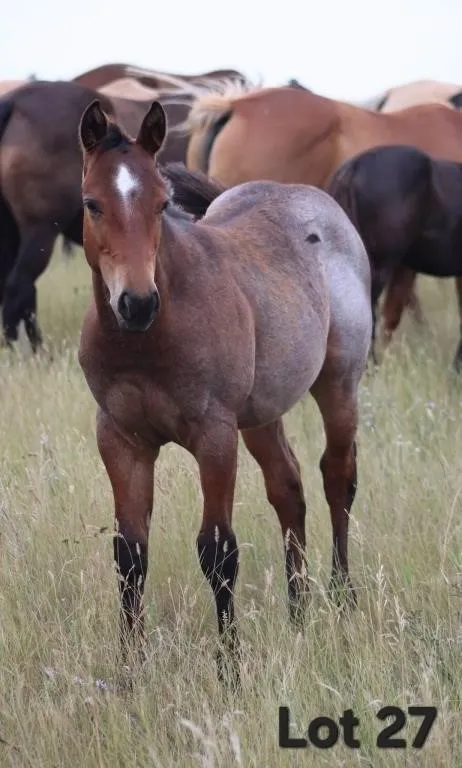 KISS ME YOU BOON 2026 AQHA BAY ROAN COLT