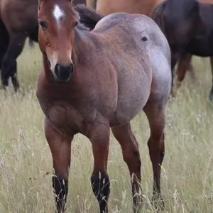 KISS ME YOU BOON 2026 AQHA BAY ROAN COLT