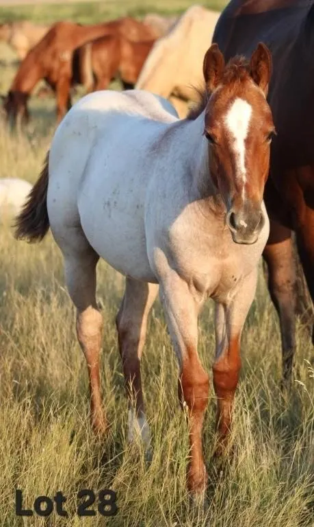 SWINGING ON BOONS 2026 AQHA RED ROAN FILLY