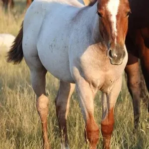 SWINGING ON BOONS 2026 AQHA RED ROAN FILLY
