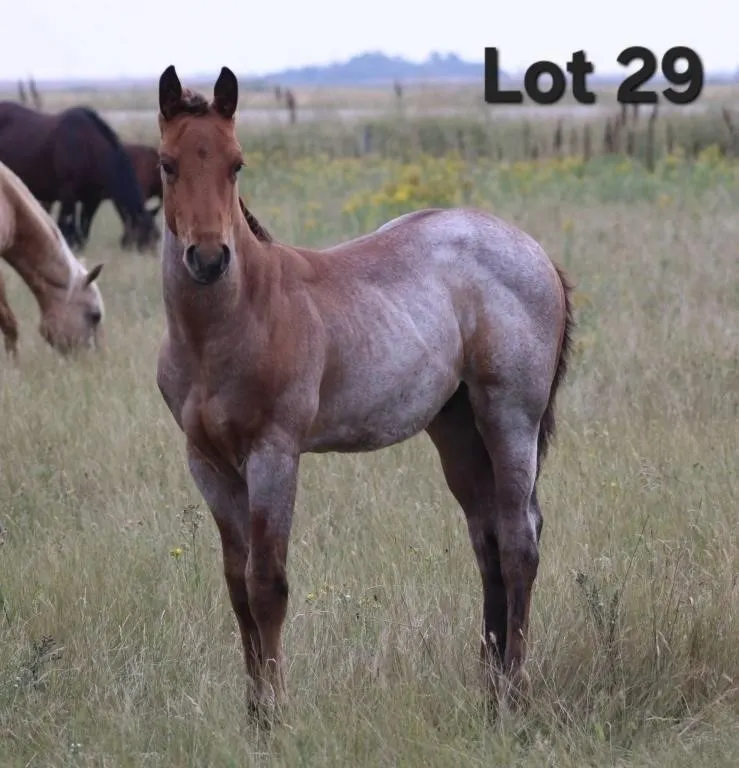 HANSOME LIL HODDY 2026 AQHA BAY ROAN COLT