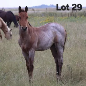 HANSOME LIL HODDY 2026 AQHA BAY ROAN COLT