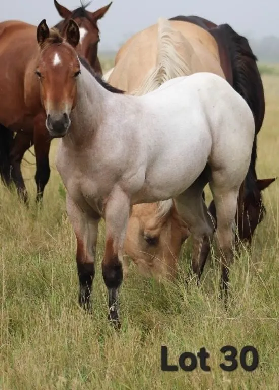 LIL BLUE BEARD 2026 AQHA BAY ROAN COLT