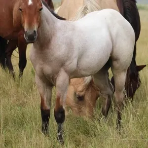 LIL BLUE BEARD 2026 AQHA BAY ROAN COLT