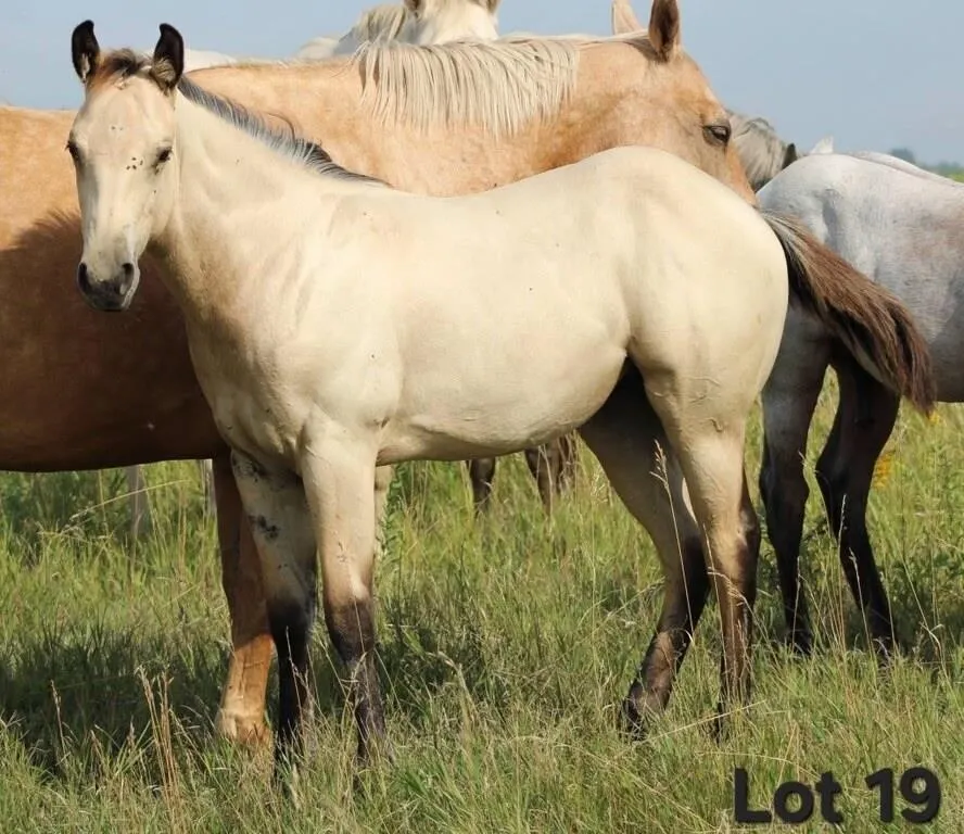 CUTTIES FIREWATER 2026 AQHA BUCKKSIN FILLY