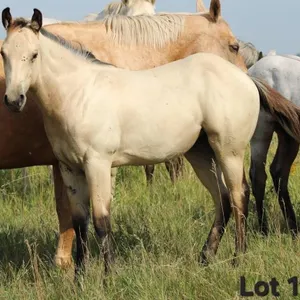 CUTTIES FIREWATER 2026 AQHA BUCKKSIN FILLY