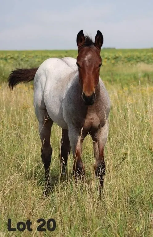 EDDIES EPIC 2026 AQHA BAY ROAN COLT