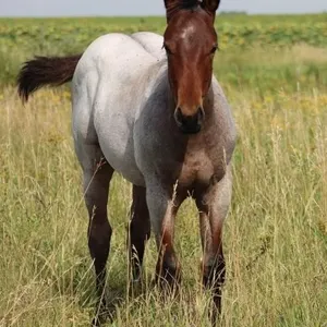 EDDIES EPIC 2026 AQHA BAY ROAN COLT