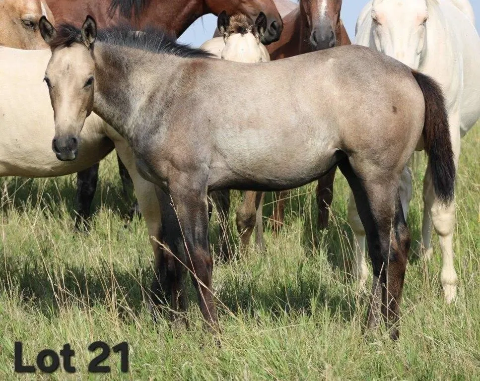 DARK N BUSY 2026 AQHA BUCKSKIN FILLY