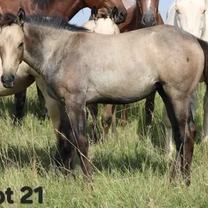 DARK N BUSY 2026 AQHA BUCKSKIN FILLY