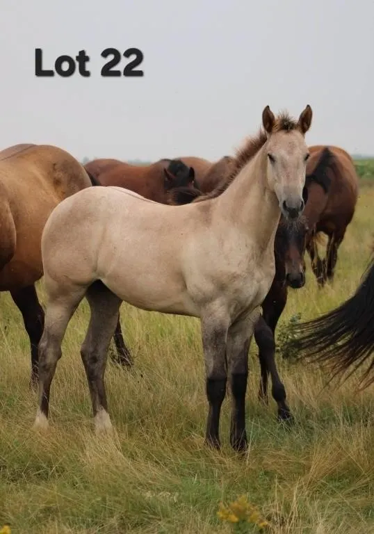 EPIC JACKPOT 2026 AQHA GRAY FILLY