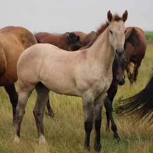 EPIC JACKPOT 2026 AQHA GRAY FILLY