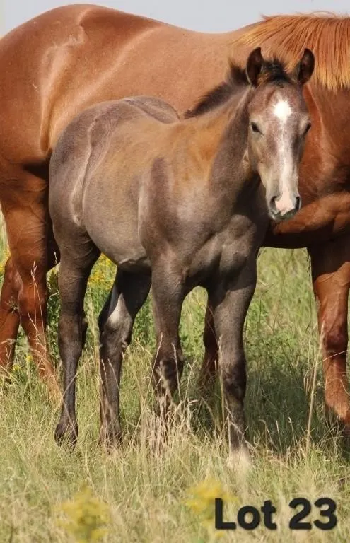 SILKY LEADER 2026 AQHA GRAY COLT