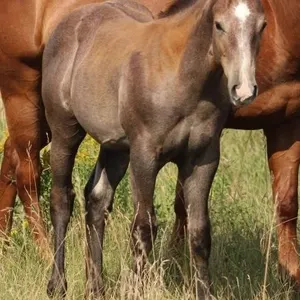 SILKY LEADER 2026 AQHA GRAY COLT