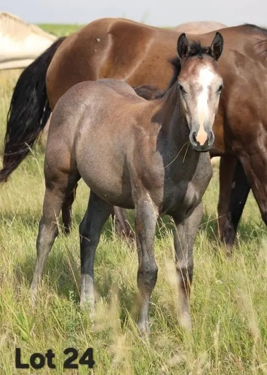 EPICS WILD CHILD 2026 AQHA GRAY FILLY