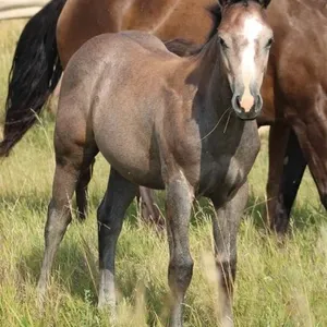 EPICS WILD CHILD 2026 AQHA GRAY FILLY