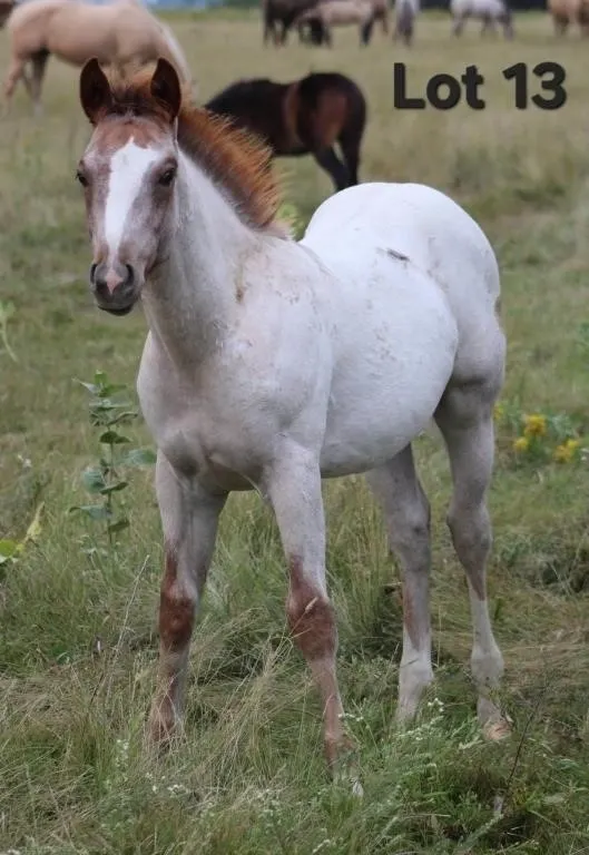 SMART CAT SKIP 2026 AQHA RED ROAN COLT