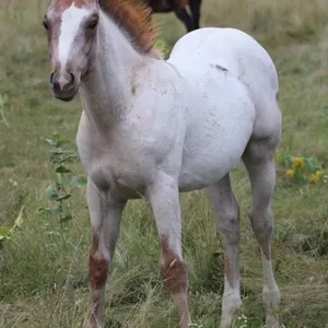 SMART CAT SKIP 2026 AQHA RED ROAN COLT