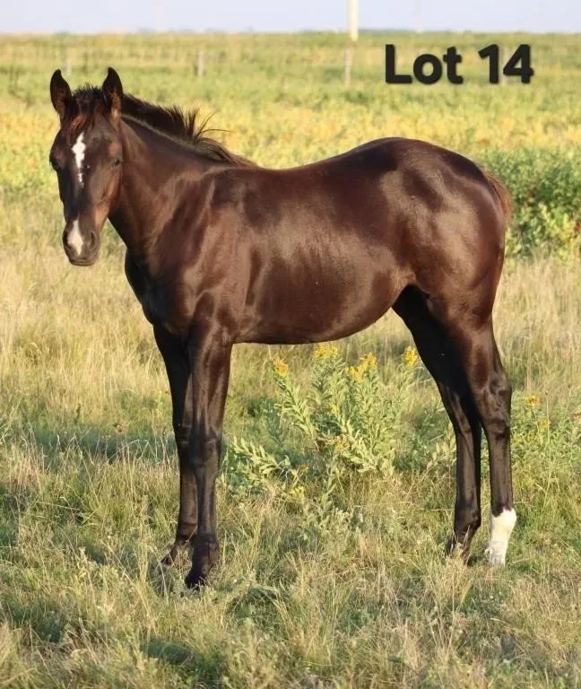 DUAL DIAMOND DOLL 2026 AQHA BLACK FILLY