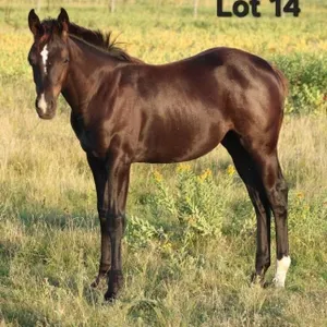 DUAL DIAMOND DOLL 2026 AQHA BLACK FILLY