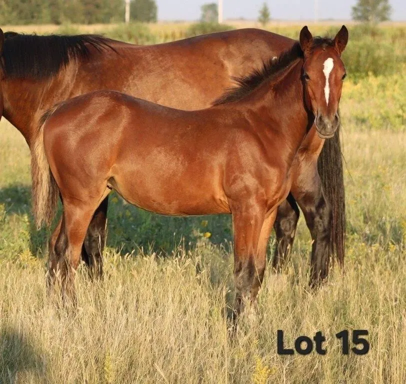 IDA B PLATINUM 2026 AQHA BAY FILLY
