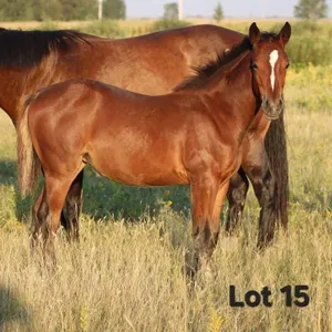 IDA B PLATINUM 2026 AQHA BAY FILLY