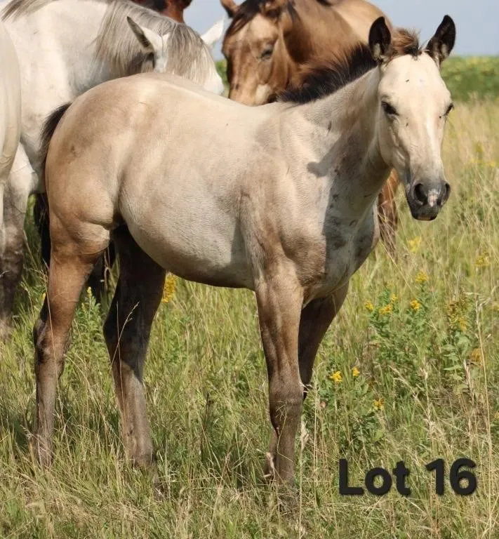LEADER OF THE GIRLS 2026 AQHA GRAY FILLY