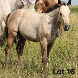 LEADER OF THE GIRLS 2026 AQHA GRAY FILLY