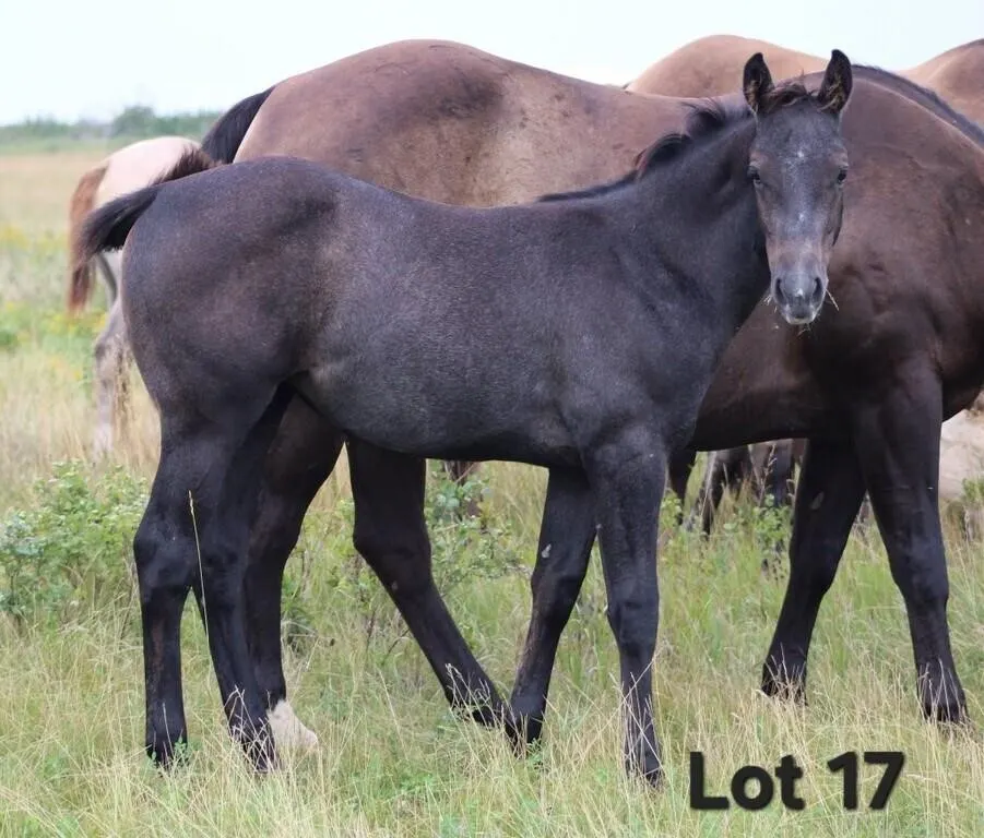 FANCY N EPIC 2026 AQHA GRAY FILLY