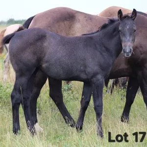 FANCY N EPIC 2026 AQHA GRAY FILLY