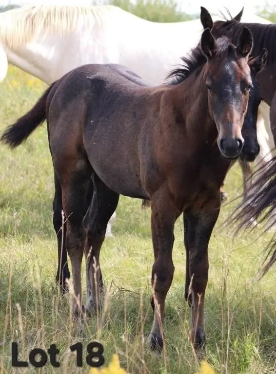 SHESA LEADER CHIC 2026 AQHA BUCKSKIN FILLY